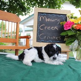 Betsy - Black and white female Aussiedoodle puppy in Hopkins, Missouri from Mowry Creek Mini Aussiedoodles and More
