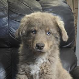 Caspian - Red tri male Miniature Australian Shepherd puppy in Bend, Oregon from Badlands Toy and Mini Aussies