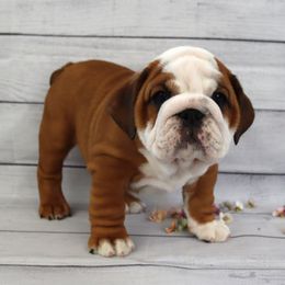 Bulldog Puppies from Lake Valley Bulldogs
