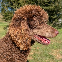 Mac - Poodle