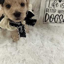 Kai - Apricot female Maltipoo puppy in Apple Valley, California from Boujeepups