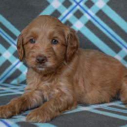 Vail - Apricot female Goldendoodle puppy in Macedon, New York from Toodles Goldendoodles