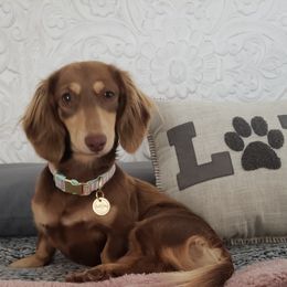 Apollo - Dachshund