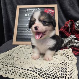 2 - green collar boy - Black and tan male Pembroke Welsh Corgi puppy in Harrisburg, Illinois from Parish Corgis