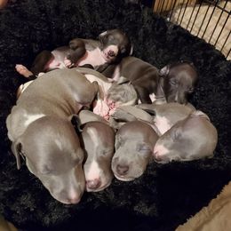 Boston Terrier and Italian Greyhound Puppies from 4Ever Boston Terriers & Italian Greyhounds