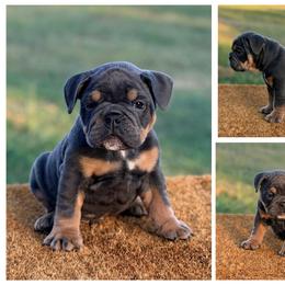 Gus - Blue tri-color male Bulldog puppy in Hartshorne, Oklahoma from Jena Edmond