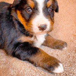Bernedoodle, Bernese Mountain Dog, and Siberian Husky Puppies from Timberline Paws