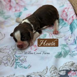Heath - Liver white and roan male English Springer Spaniel puppy in Uvalda, Georgia from Willow Creek Farms
