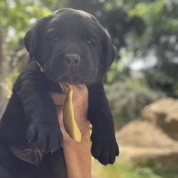 Bud - Black male Labrador Retriever puppy in Dixon, California from Rosslyn Labradors (Rose-Line)