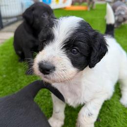 Matcha - White and black female Xoloitzcuintli puppy in Manitowoc, Wisconsin from Wonderland Kennel