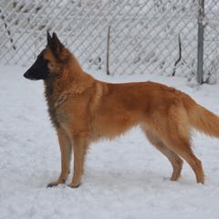 Moka - Belgian Tervuren
