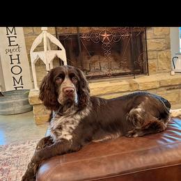 Green boy - Liver and white male English Springer Spaniel puppy in Cleburne, Texas from Powers English Springer Spaniels