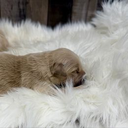 Bonnie - Golden female Golden Retriever puppy in Oak Hill, Florida from Swingin T Ranch LLC