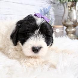 Delphine - Black and white female Sheepadoodle puppy in Nixa, Missouri from Davis Family Doodles