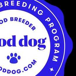 Parson Russell Terriers from Jumping Jack's Russell Terriers