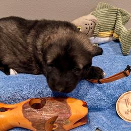 Brown - Fawn sable male Shiloh Shepherd puppy in Montezuma, Iowa from Shoreline Shilohs