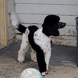 Dante - Poodle