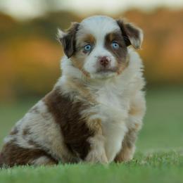 Belle - Red merle female Miniature Australian Shepherd puppy in Hartman, Arkansas from Southern Edition Aussies