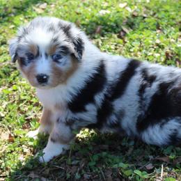 Toby - Blue merle male Australian Shepherd puppy in Kansas, Oklahoma from Windy G Farm