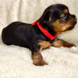 Red collar - Black and tan female Yorkshire Terrier puppy in Dallas, North Carolina from Yorkie Fever