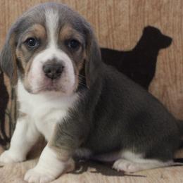 Beagle puppies from Badland Kennel