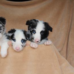 Border Collie Puppies from C Bar C Ranch
