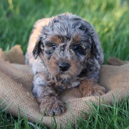 Oren - Merle male Whoodle puppy in West Bend, Iowa from Blue Skies Terriers