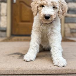 Poodle Puppies from Beansdoodles