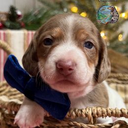 Fiyero - Dapple male Dachshund puppy in Fayetteville, West Virginia from Loop Creek Dachshunds