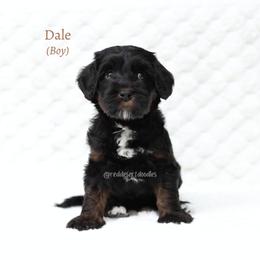 Dale - Black male Australian Labradoodle puppy in Hurricane, Utah from Red Desert Doodles