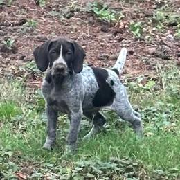 Brown Boy - Liver and white male German Wirehaired Pointer puppy in Oregon City, Oregon from German Wirehaired Versatility Dogs