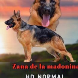 Zana - German Shepherd