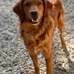 Gentry - Golden Retriever