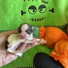 Gladys - Chocolate and white female Chihuahua puppy in Red Bluff, California from Aye Chihuahua
