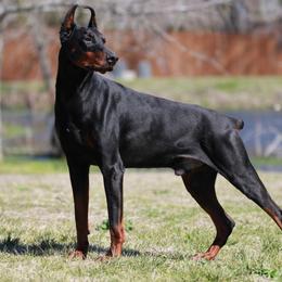 Leo - Doberman Pinscher
