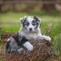 Border Collie and Siberian Husky Puppies from Alpine Tails