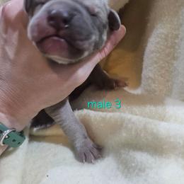 Male 3 - Merle male Great Dane puppy in Grass Lake, Michigan from Harrison Danes