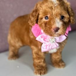 Kelly - Red female Maltipoo puppy in San Diego, California from Maltipoos SD