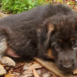 German Shepherd Puppies from Saint Pete Sheps