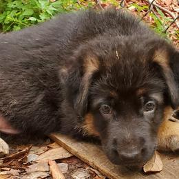 German Shepherd Puppies from Saint Pete Sheps