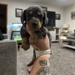 Prince - Dapple male Dachshund puppy in Mc Alester, Ok, Oklahoma from New Hope Miniature Dachshunds