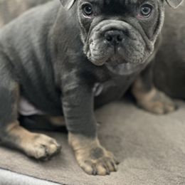 French Bulldogs from With Love Frenchies