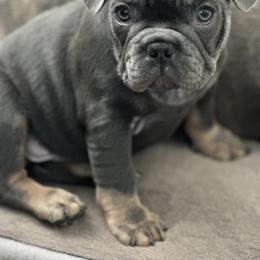 French Bulldogs from With Love Frenchies