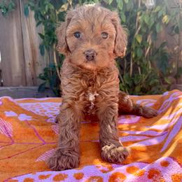 Indie - Red female Bernedoodle puppy in Clovis, California from Delta Doodless