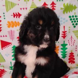 Apple - Tri-color female Bernedoodle puppy in Arabi, Georgia from Huckadoodle Farm