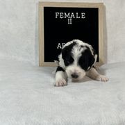 Bordoodle Puppies from The Painted Egg at Copper Barrel Farm