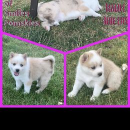 Pomsky Puppies from Miles of Smiles Pomskies