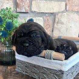 Brown collar - Chestnut brindle male Cane Corso puppy in Tucson, Arizona from Cane Corso Friends