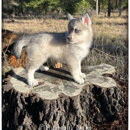 Five-Card Draw (aka Casino) - Wolf sable male Pomsky puppy in St. Maries, Idaho from Runamok Farm