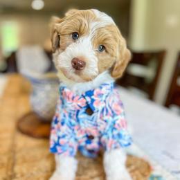 River - Parti male Goldendoodle puppy in Sulphur, Louisiana from Curly Q’s Of Carlyss